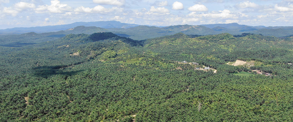 Palm Oil Plantation